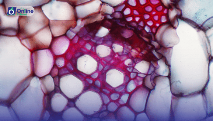 Lesson 05: Structure and Function of Plant Vascular Tissue